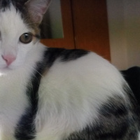 Tekir Kedi, Kedi Kedi fotoğrafı