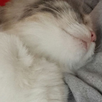 Tekir Kedi, Kedi  Tarçın kedi fotoğrafı