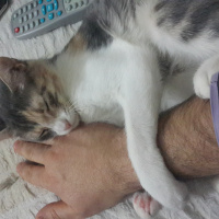 Tekir Kedi, Kedi  Tarçın kedi fotoğrafı