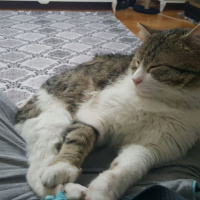 Tekir Kedi, Kedi Bidik fotoğrafı