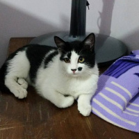 Tekir Kedi, Kedi izzet fotoğrafı