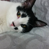 Tekir Kedi, Kedi izzet fotoğrafı