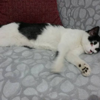 Tekir Kedi, Kedi izzet fotoğrafı