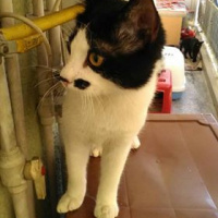 Tekir Kedi, Kedi izzet fotoğrafı