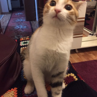 Tekir Kedi, Kedi Kızımıza yuva arıyoruz fotoğrafı