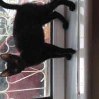 Tekir Kedi, Kedi  VENÜS fotoğrafı