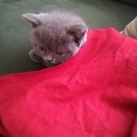 British Shorthair, Kedi  Yumak fotoğrafı