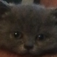British Shorthair, Kedi  Yumak fotoğrafı