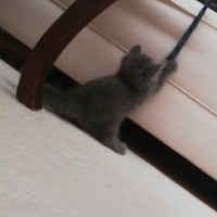 British Shorthair, Kedi  Yumak fotoğrafı