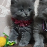 British Shorthair, Kedi  Venüs ve Mars fotoğrafı