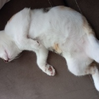 Tekir Kedi, Kedi  Venüs fotoğrafı