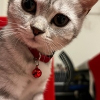 British Shorthair, Kedi  Venüs fotoğrafı