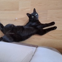 Bombay, Kedi  Hera fotoğrafı