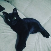 Bombay, Kedi  Hera fotoğrafı