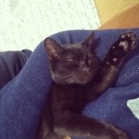 Bombay, Kedi  Hera fotoğrafı