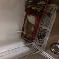 Tekir Kedi, Kedi kedi fotoğrafı