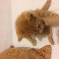 Tekir Kedi, Kedi kedi fotoğrafı