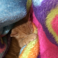 Tekir Kedi, Kedi kedi fotoğrafı