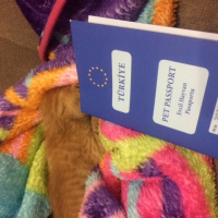 Tekir Kedi, Kedi kedi fotoğrafı