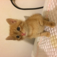 Tekir Kedi, Kedi kedi fotoğrafı