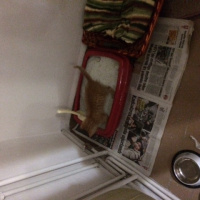 Tekir Kedi, Kedi kedi fotoğrafı