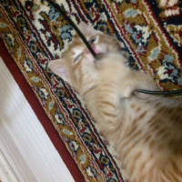 Tekir Kedi, Kedi kedi fotoğrafı