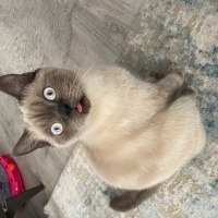 British Shorthair, Kedi  Venüs fotoğrafı