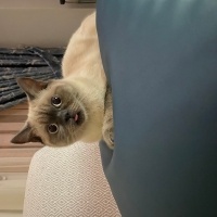 British Shorthair, Kedi  Venüs fotoğrafı