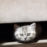 British Shorthair, Kedi  Hera fotoğrafı
