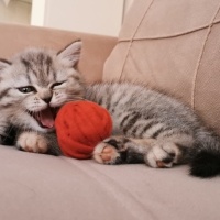 British Shorthair, Kedi  Hera fotoğrafı