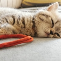 British Shorthair, Kedi  Hera fotoğrafı