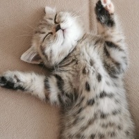 British Shorthair, Kedi  Hera fotoğrafı