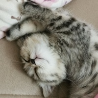 British Shorthair, Kedi  Hera fotoğrafı