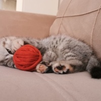 British Shorthair, Kedi  Hera fotoğrafı