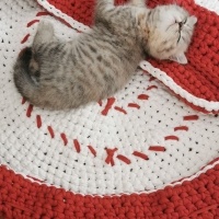 British Shorthair, Kedi  Hera fotoğrafı