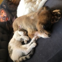 Tekir Kedi, Kedi  Venüs fotoğrafı