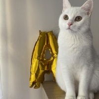 British Shorthair, Kedi Asil fotoğrafı