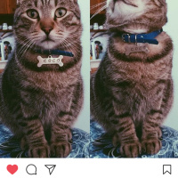 Tekir Kedi, Kedi COCO fotoğrafı