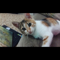 Tekir Kedi, Kedi ZAHA fotoğrafı