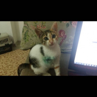 Tekir Kedi, Kedi ZAHA fotoğrafı