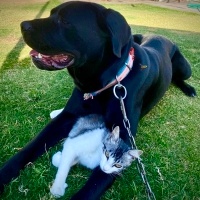 Sarman, Kedi Efe fotoğrafı