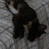 Tekir Kedi, Kedi  Hera fotoğrafı