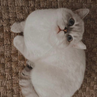 British Shorthair, Kedi  Zeus fotoğrafı