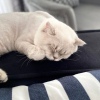 British Shorthair, Kedi  Zeus fotoğrafı