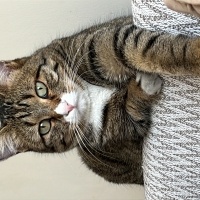 Tekir Kedi, Kedi Mercan fotoğrafı