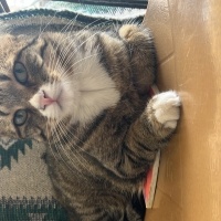 Tekir Kedi, Kedi Mercan fotoğrafı