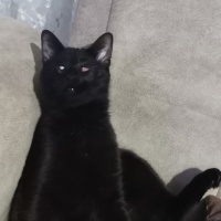 Bombay, Kedi  Zeytin fotoğrafı