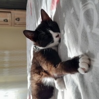 Tekir Kedi, Kedi  ZEYTİN fotoğrafı