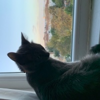 Mavi Rus, Kedi  zeytin fotoğrafı