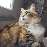 Tekir Kedi, Kedi  İpek fotoğrafı